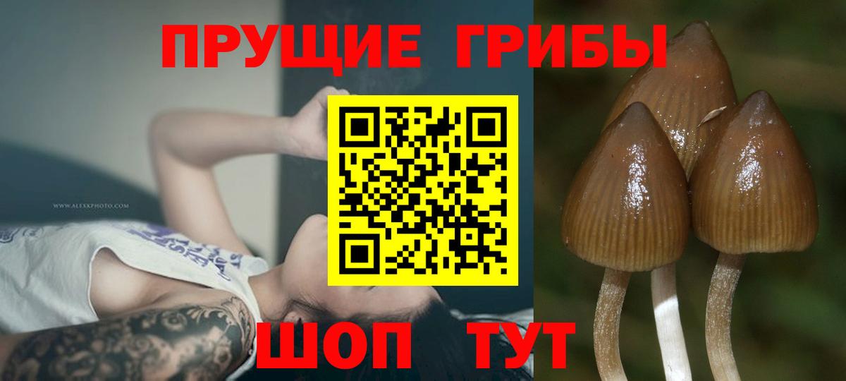 Псилоцибиновые грибы Cubensis Саранск
